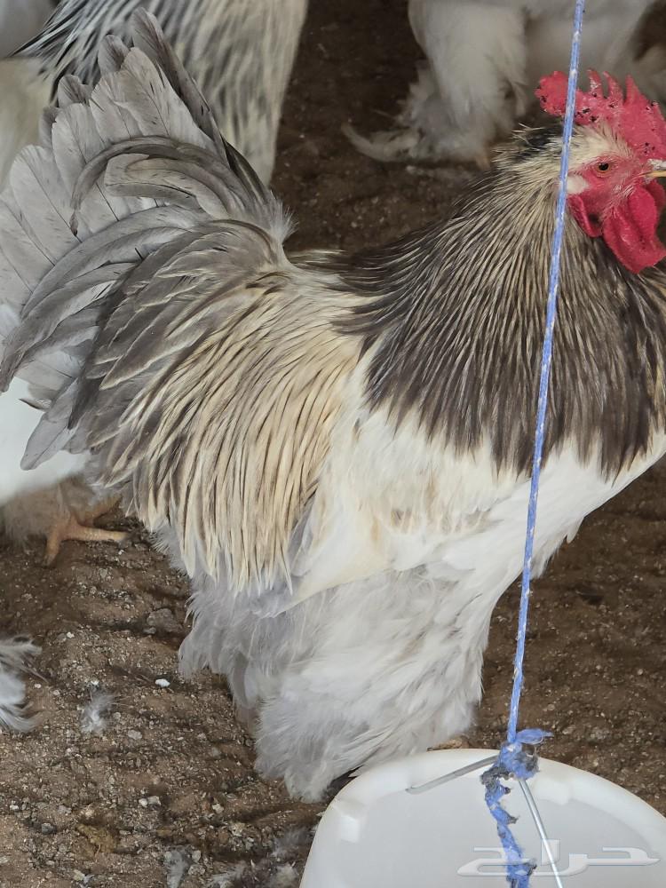 دجاج براهما للبيع64513313643395112