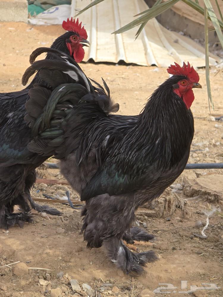 دجاج براهما للبيع64513313643395114