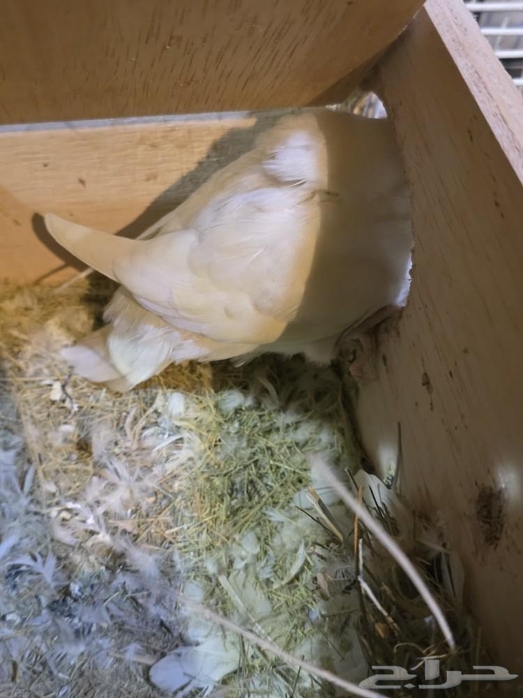 للبيع زوج روز64518507886723111