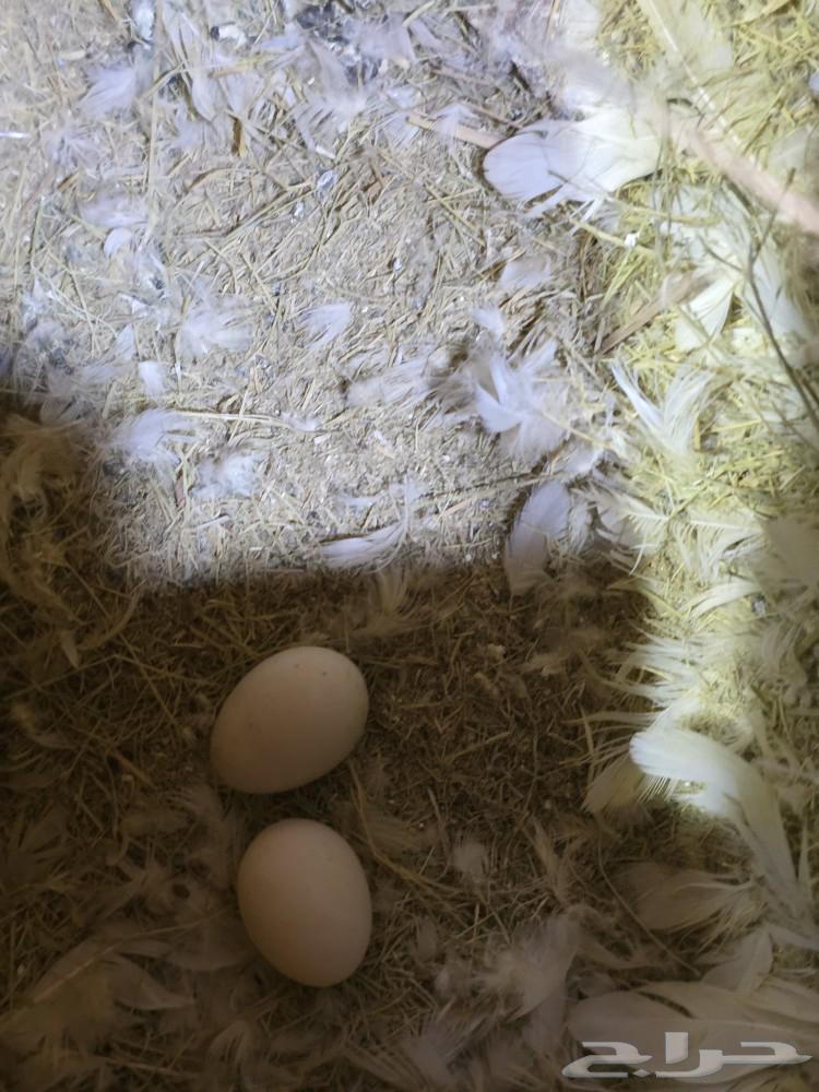 للبيع زوج روز64518507886723112