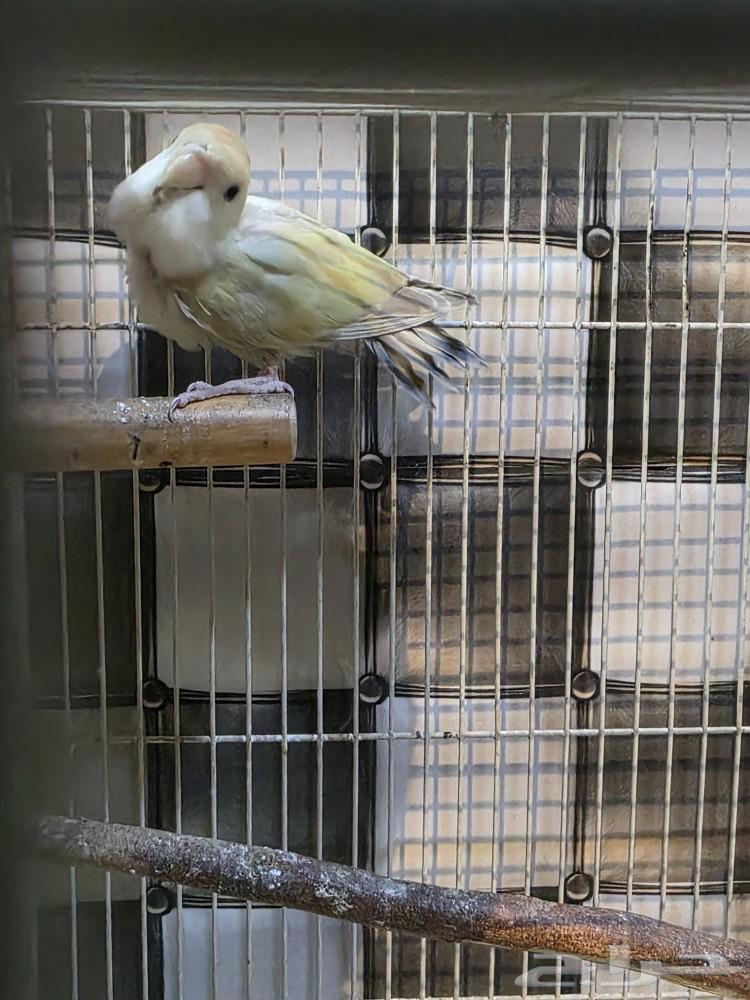 للبيع زوج روز64518507886723114