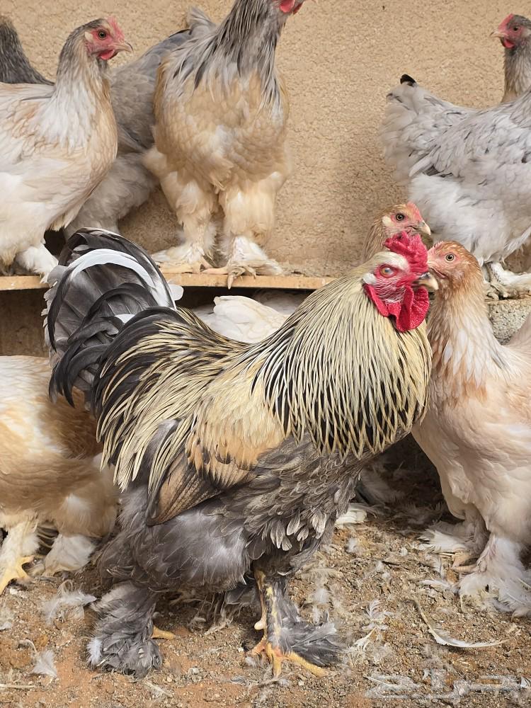 دجاج براهما للبيع64513313643395111