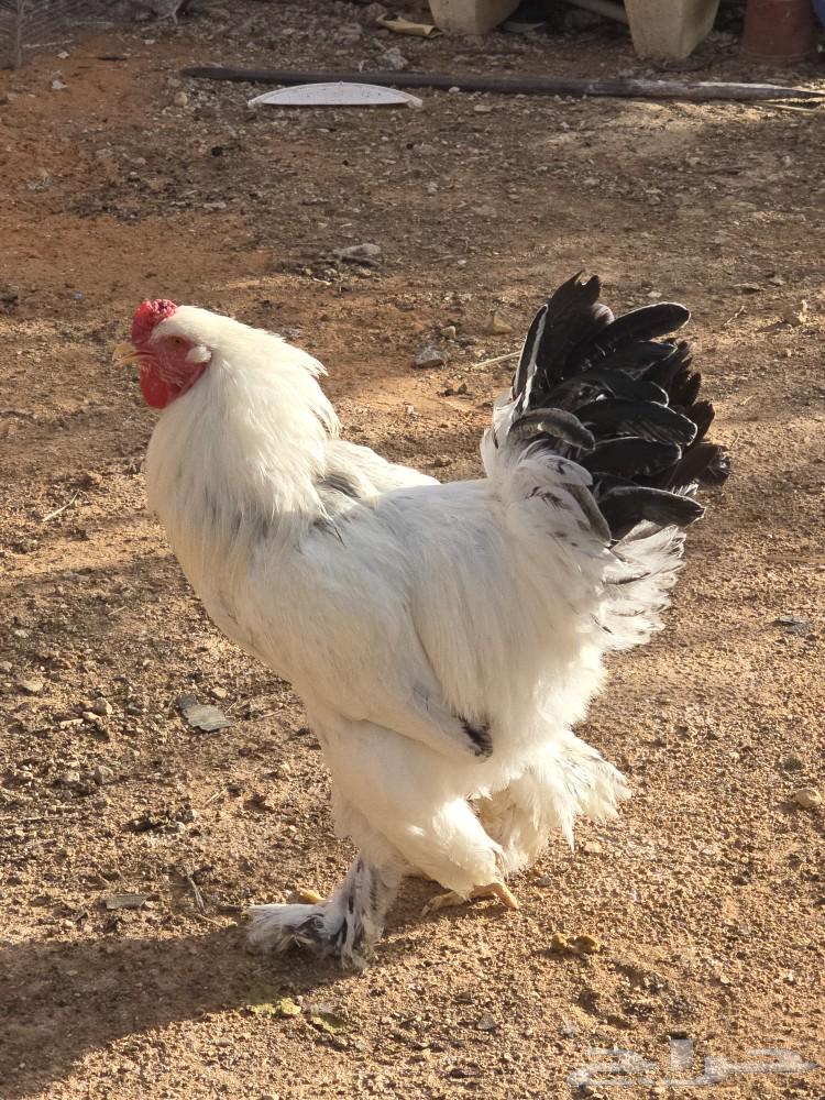 دجاج براهما للبيع64513313643395110