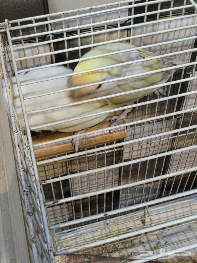 للبيع زوج روز64518507886723110