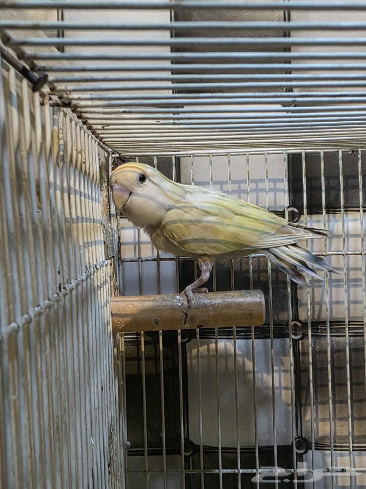 للبيع زوج روز64518507886723113