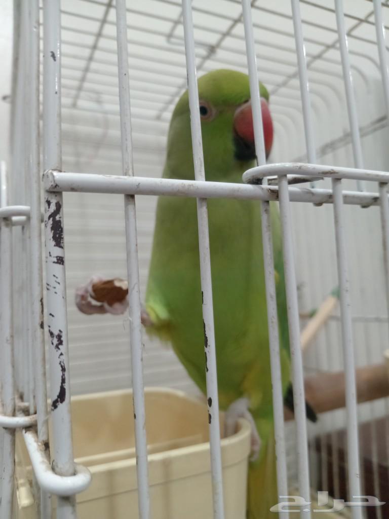 دره هندي متكلم64515822029187110