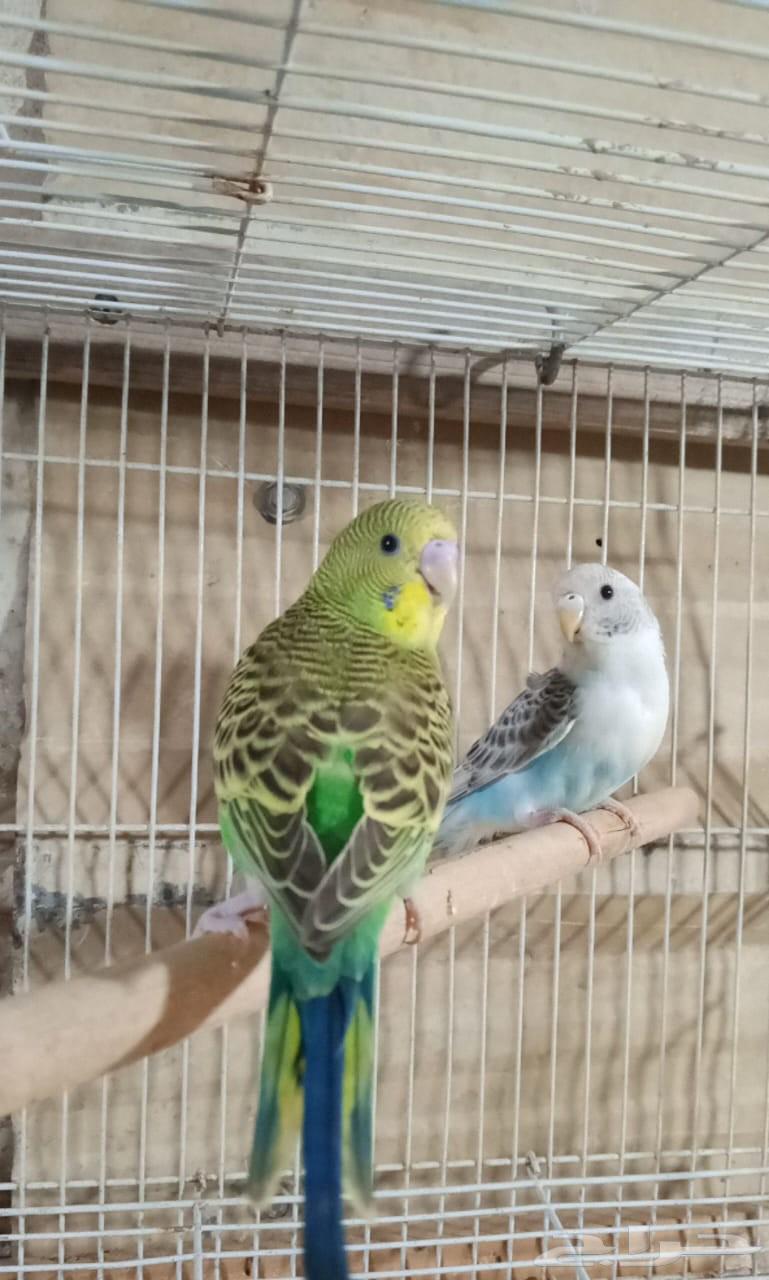 زوجين بادجي للبيع64515737411713110