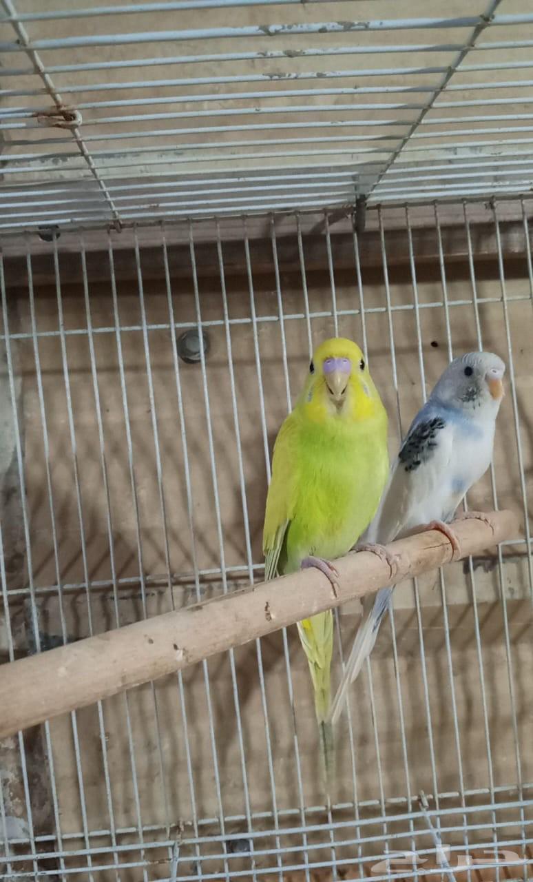 زوجين بادجي للبيع64515737411713111