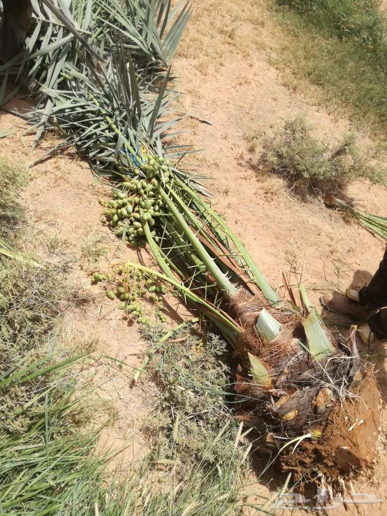 نخل للبيع شقراء الحوطه الخرج نخيل جده القصيم جميع المواقع64515136700291110