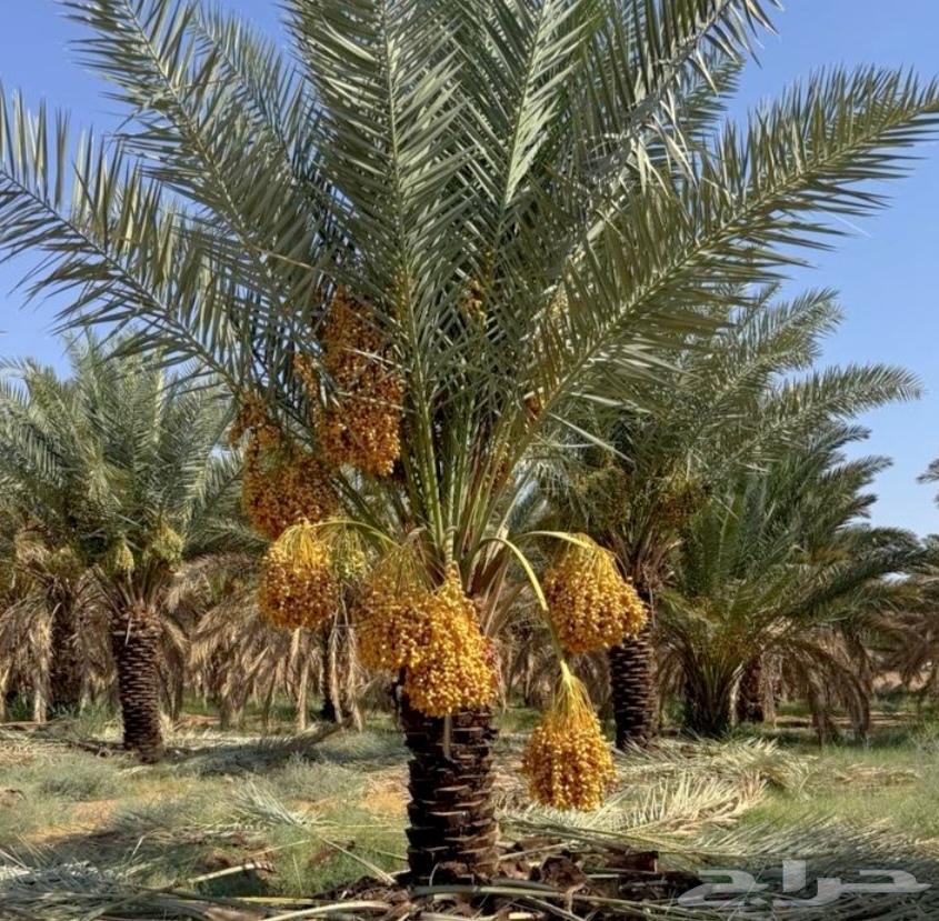 نخل للبيع شقراء الحوطه الخرج نخيل جده القصيم جميع المواقع64515136700291111