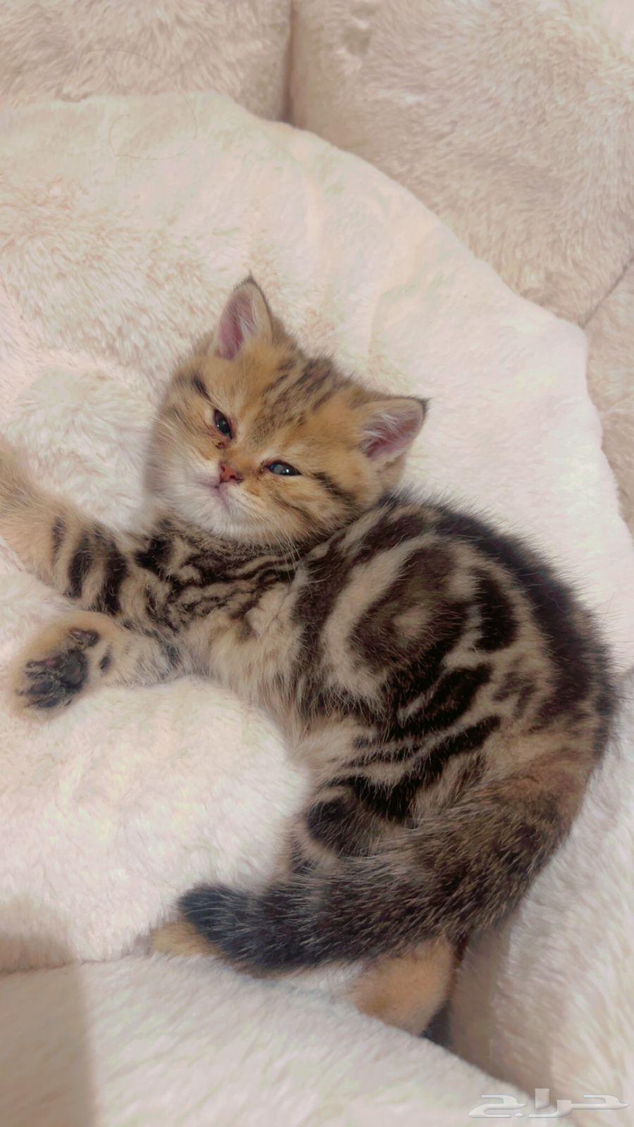 بريتش شورت هير قولد كشميري تم البيع64515206911106110