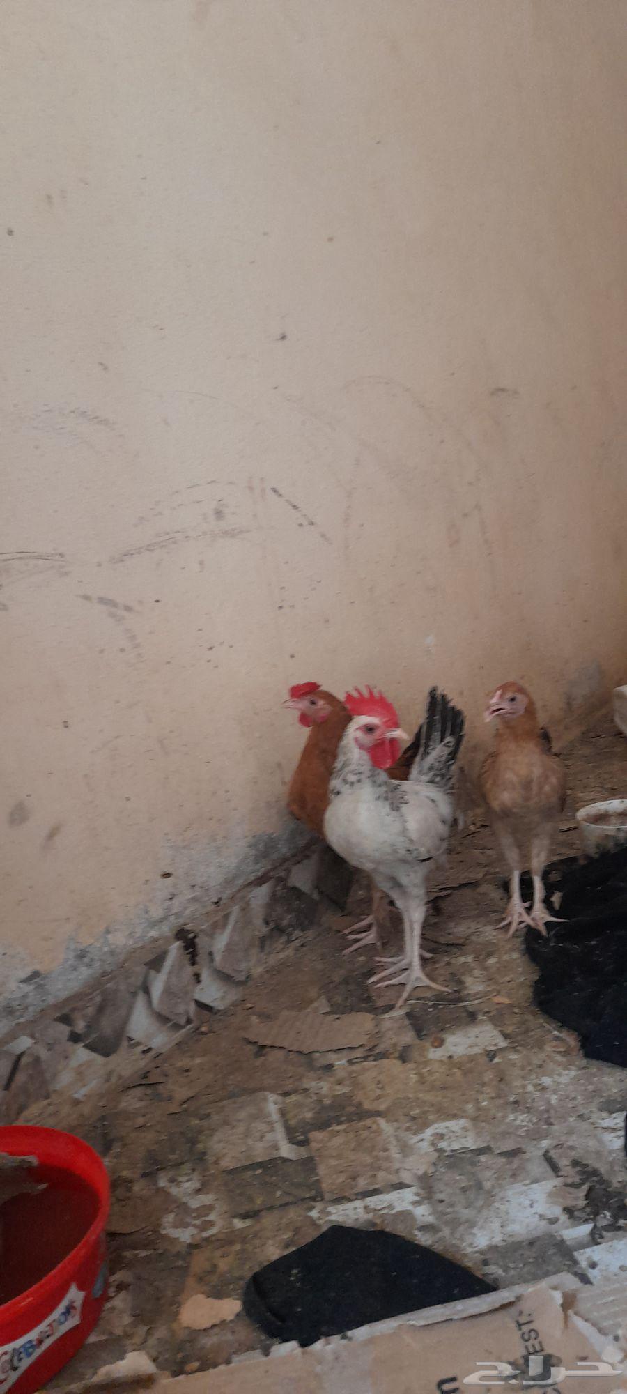 Rooster for sale, quantity 1, Brahma hybrid...64516296798209111