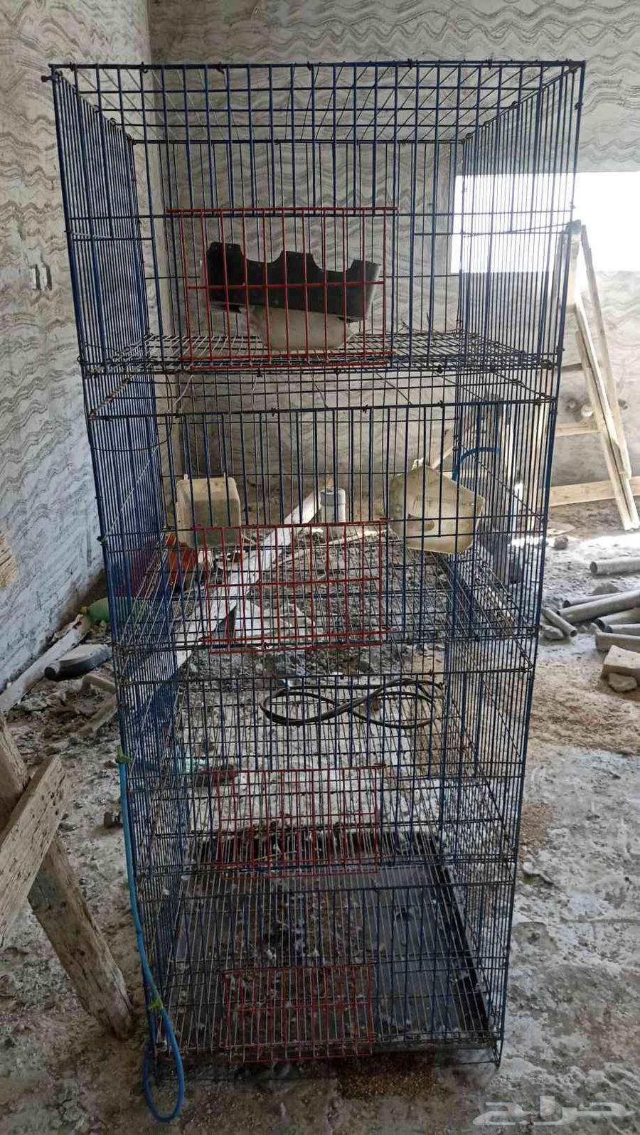 Pigeon coop64516935991043112