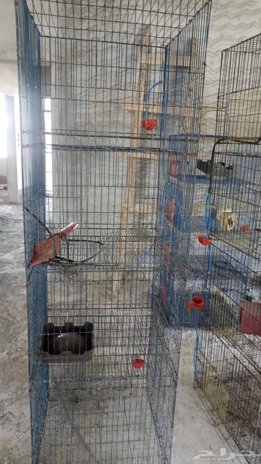 Pigeon coop64516935991043111