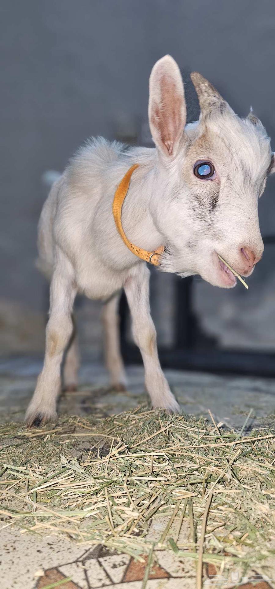 تيس قزم للبيع64516239933315110