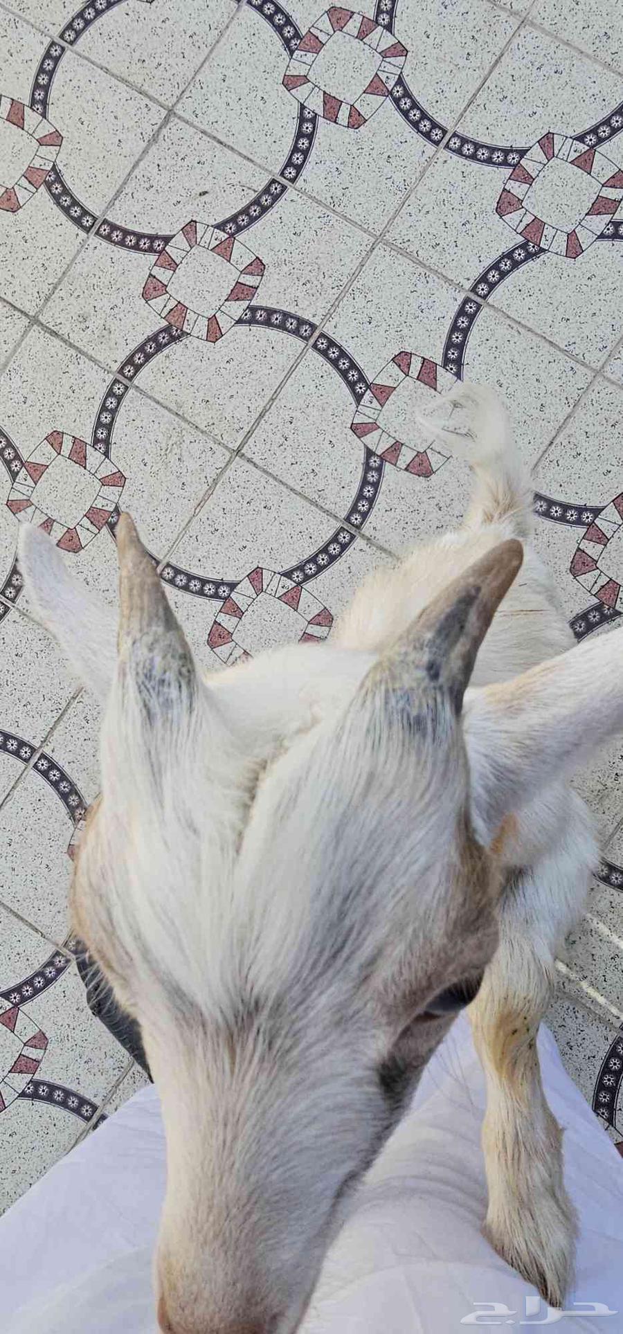 تيس قزم للبيع64516239933315111