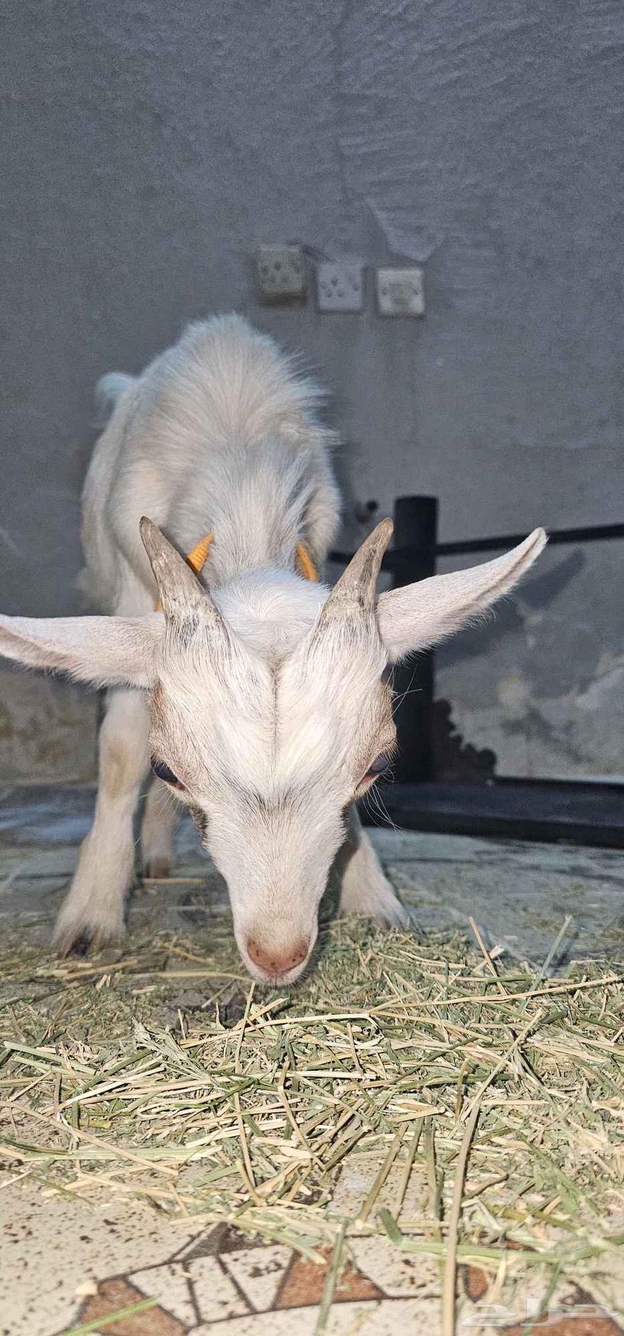 تيس قزم للبيع64516239933315112