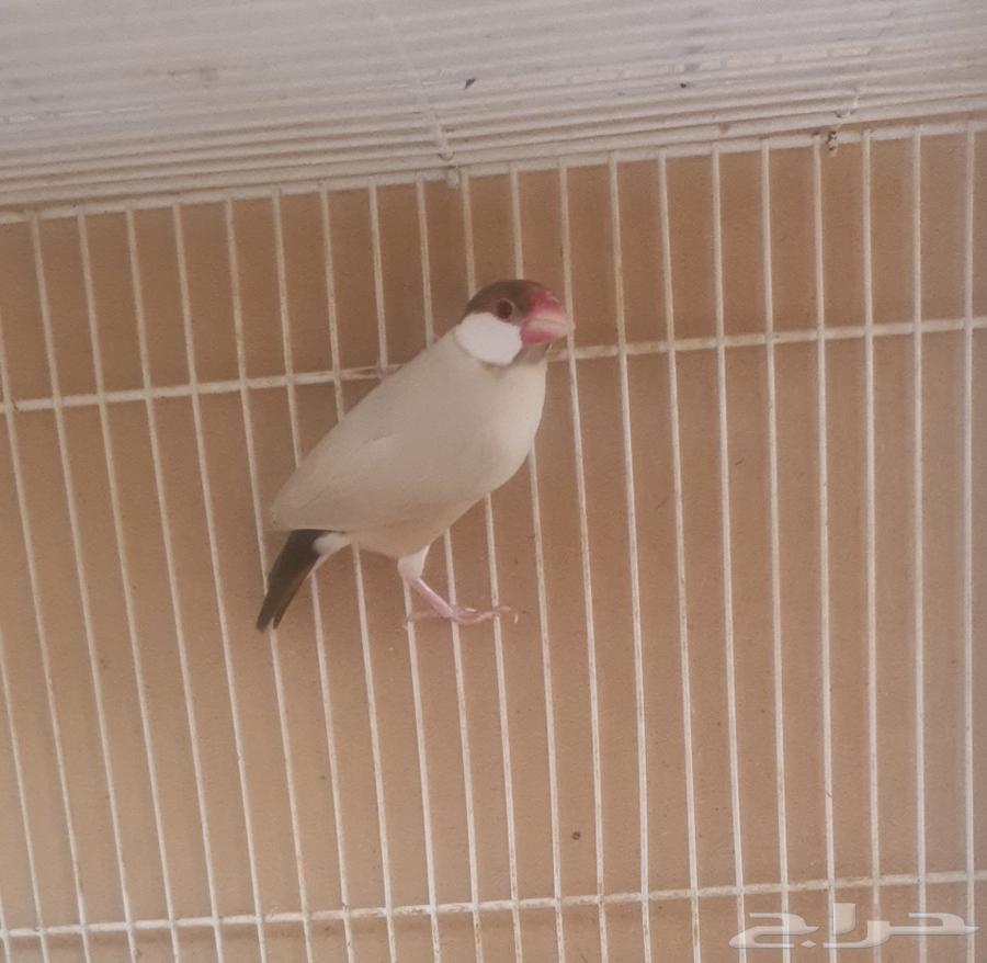 Java Cashew64513368711043113