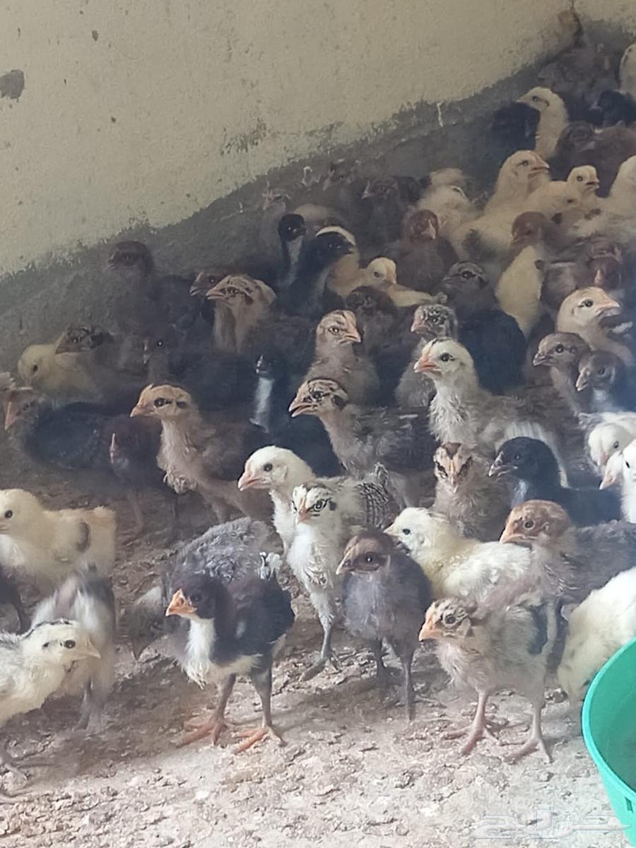 صوص بلدي وفيومي للبيع عمر 3 أسابيع64512887442561110