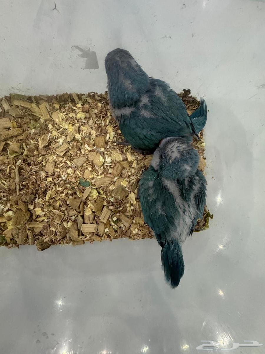 فروخ كويكر تم البيع64462130847747111