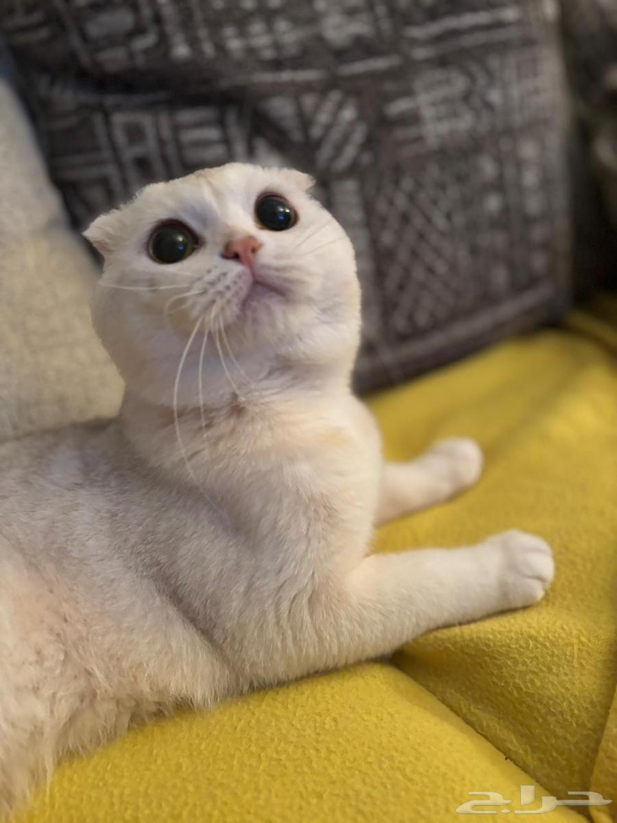 سكوتش تربل فولد للبيع64512023227651113