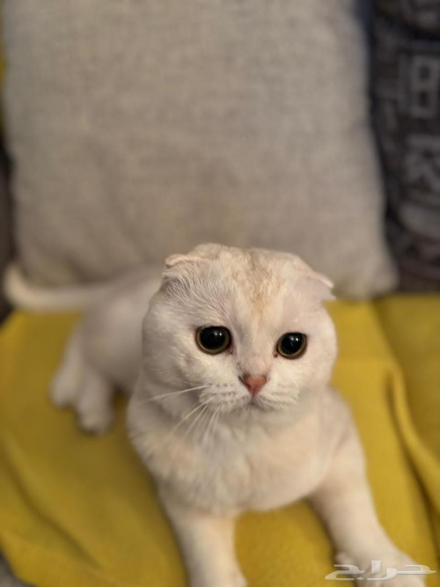 سكوتش تربل فولد للبيع64512023227651114