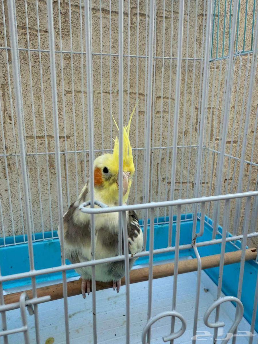 كروان لي البيع64515486884995111