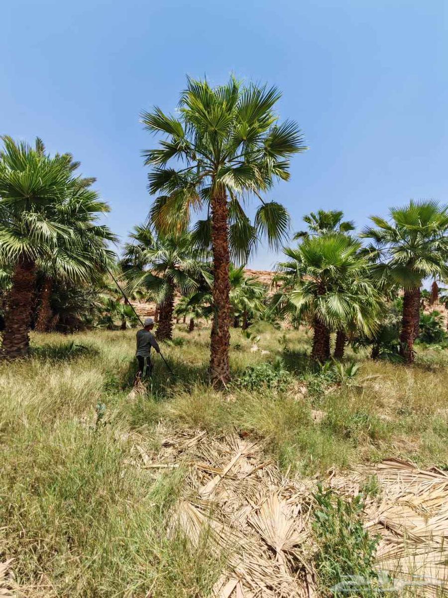 نخل واشنطني للبيع توريدوتركيب يوجود توصيل64517662932738110