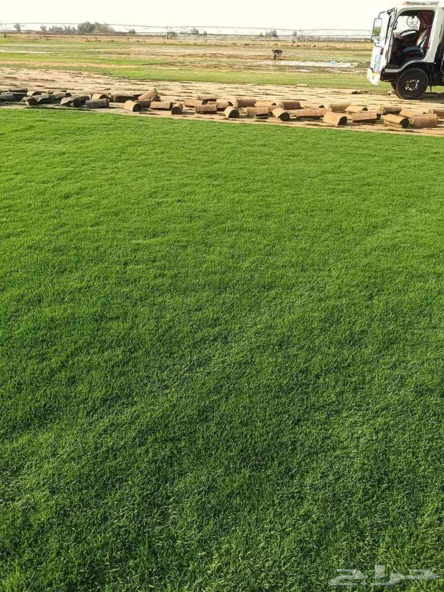 تيل سي 2000 صافي وطبيعي64511142605697113