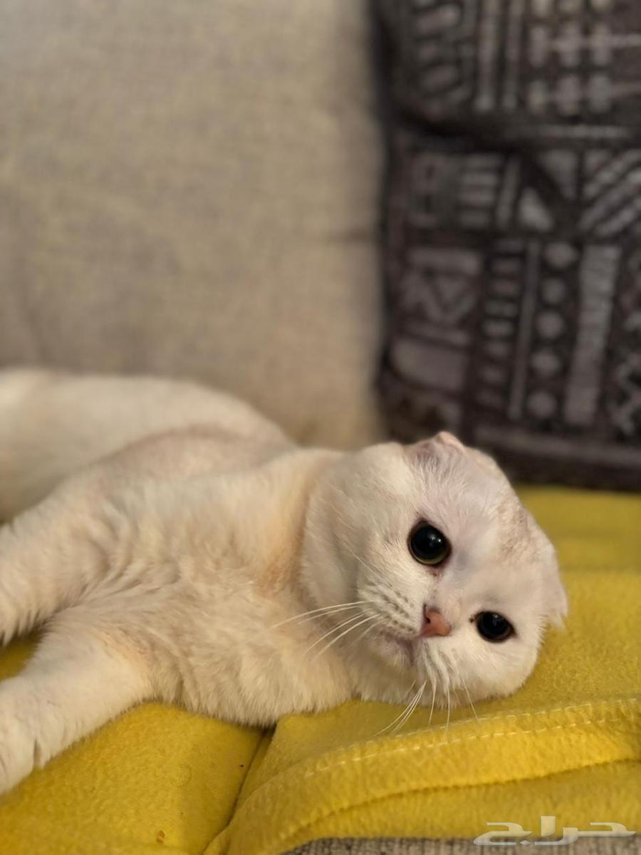 سكوتش تربل فولد للبيع64512023227651111