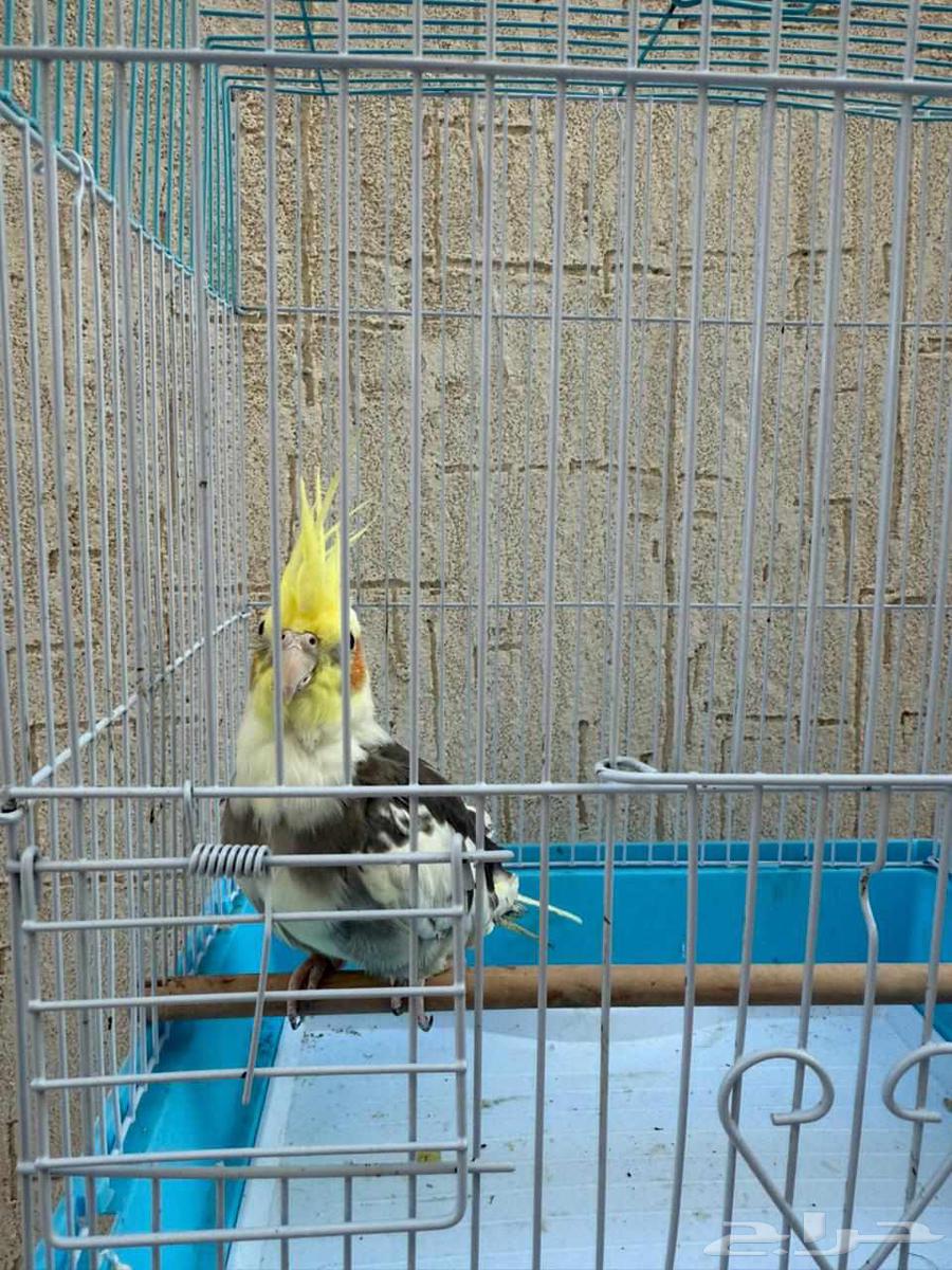 كروان لي البيع64515486884995110