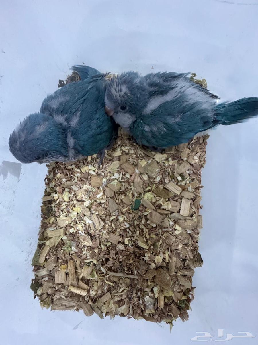 فروخ كويكر تم البيع64462130847747110