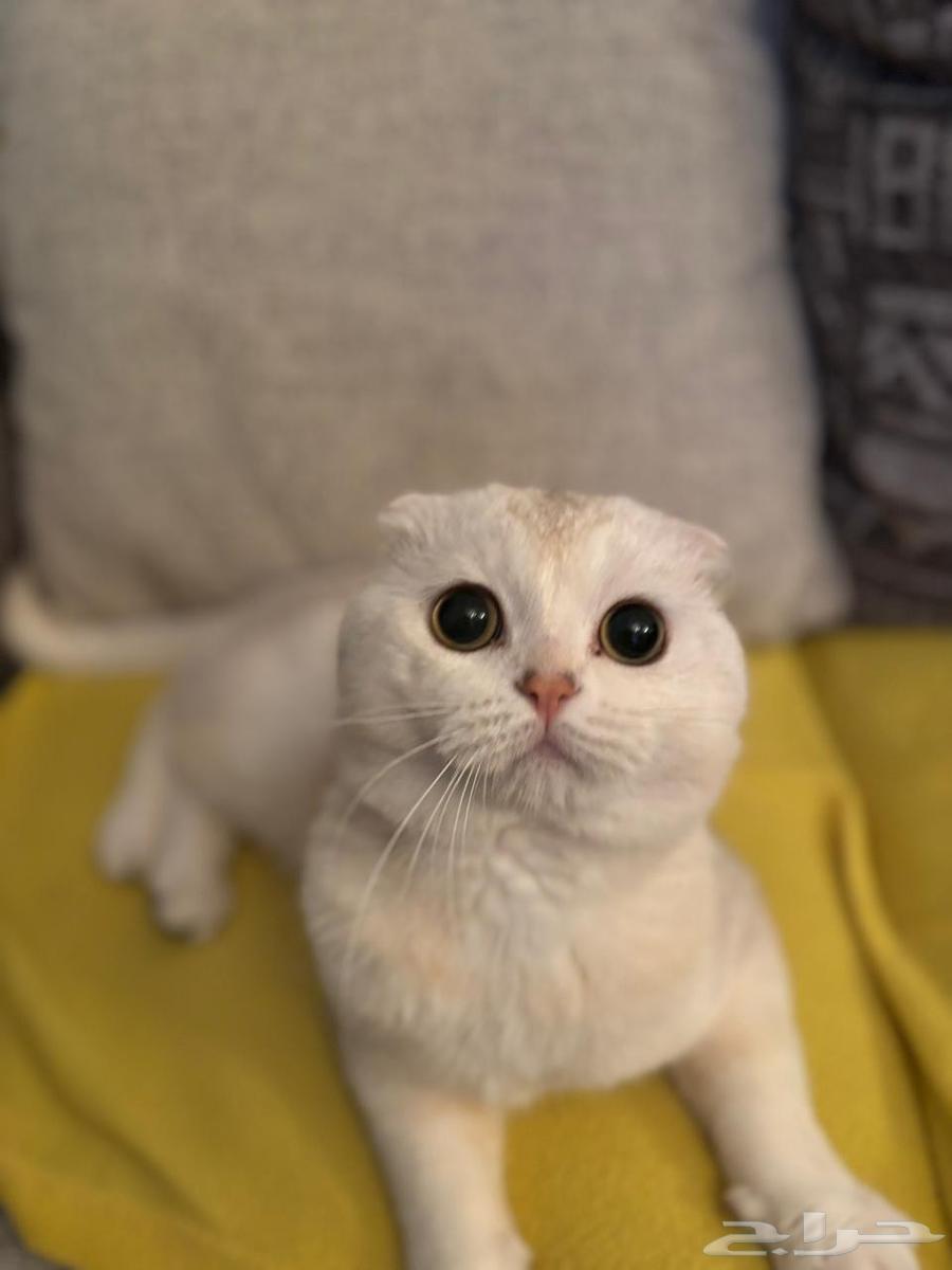 سكوتش تربل فولد للبيع64512023227651110