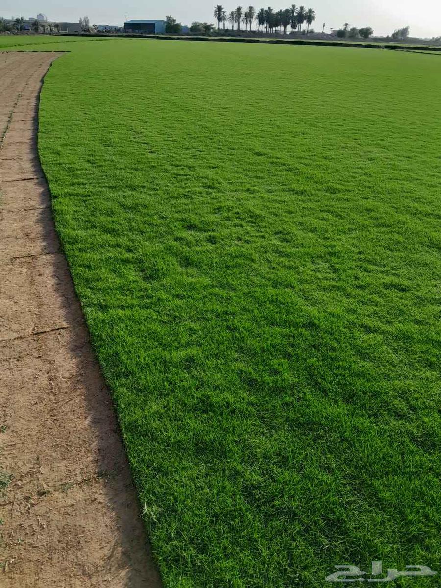 تيل سي 2000 صافي وطبيعي64511142605697114