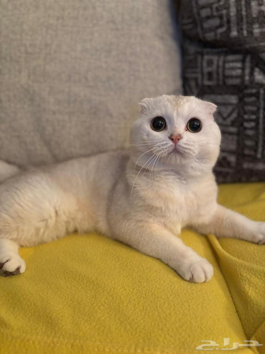 سكوتش تربل فولد للبيع64512023227651112