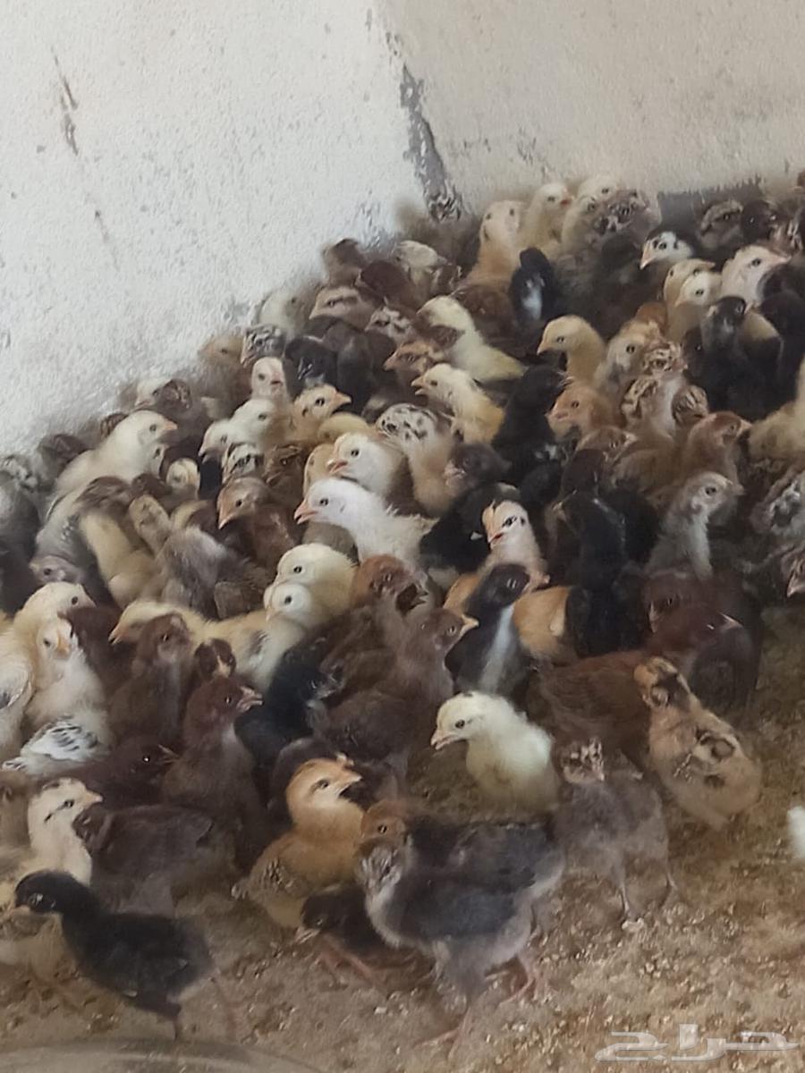 صوص بلدي وفيومي للبيع عمر 3 أسابيع64512887442561111