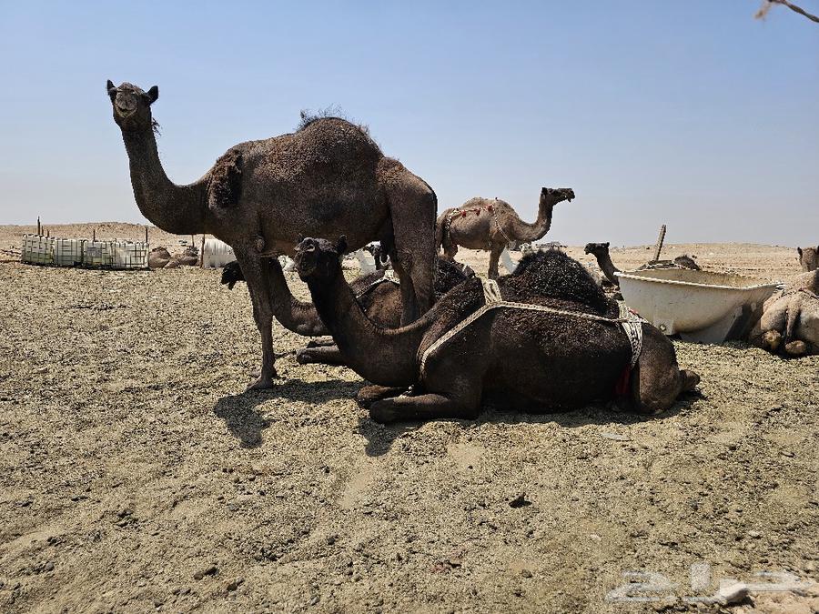 Camel Milk (Niyak) High Quality64520403789825112