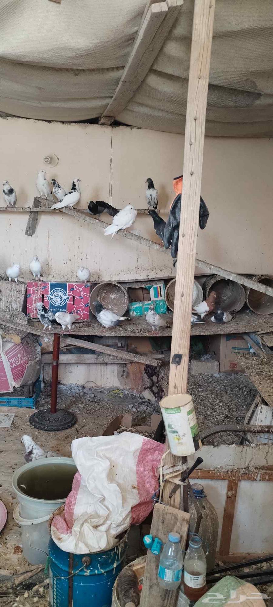 حمام للبيع64523767087618110