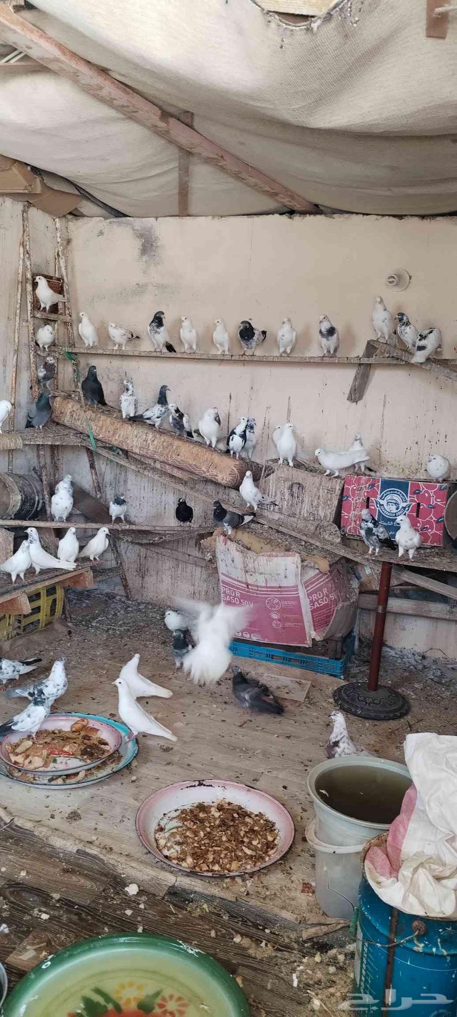 حمام للبيع64523767087618111