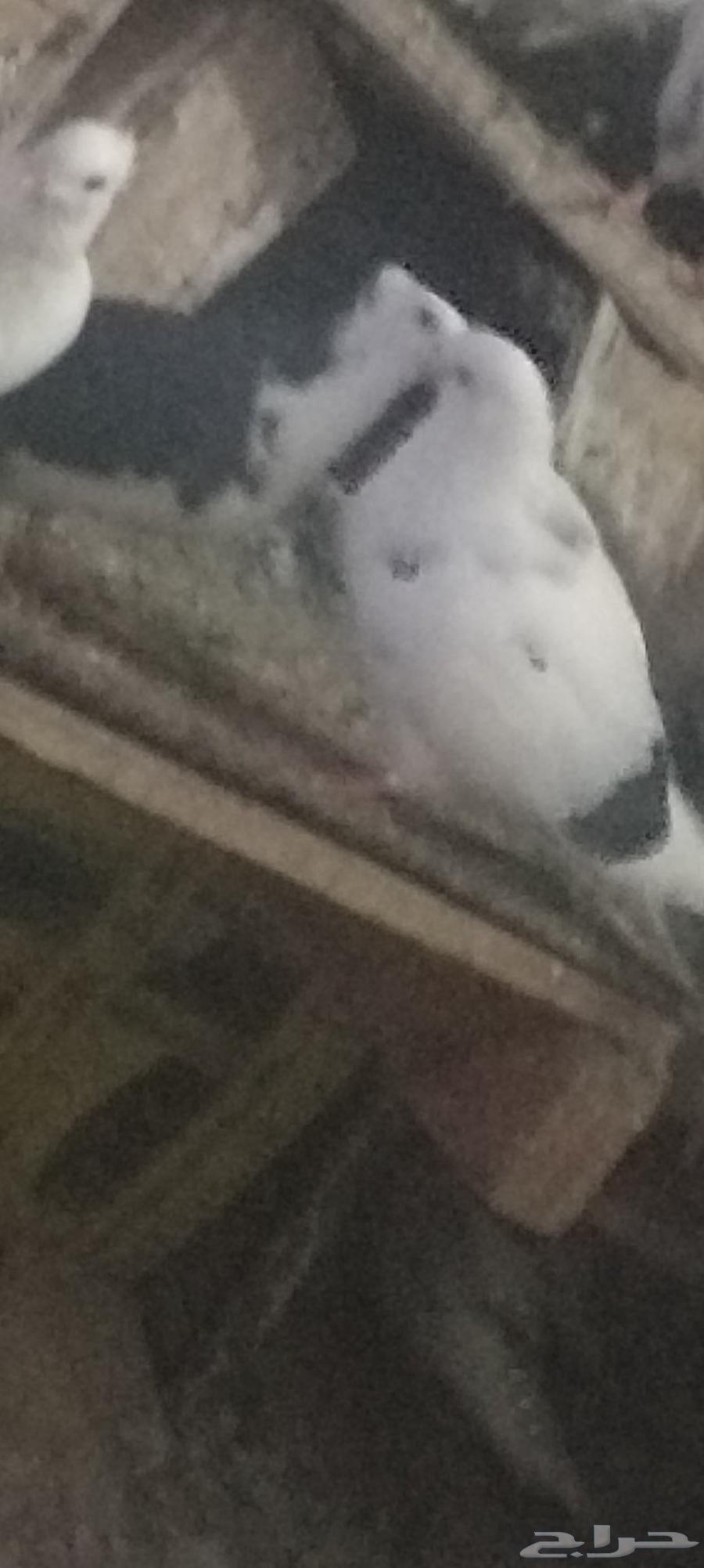 حمام للبيع64523767087618114