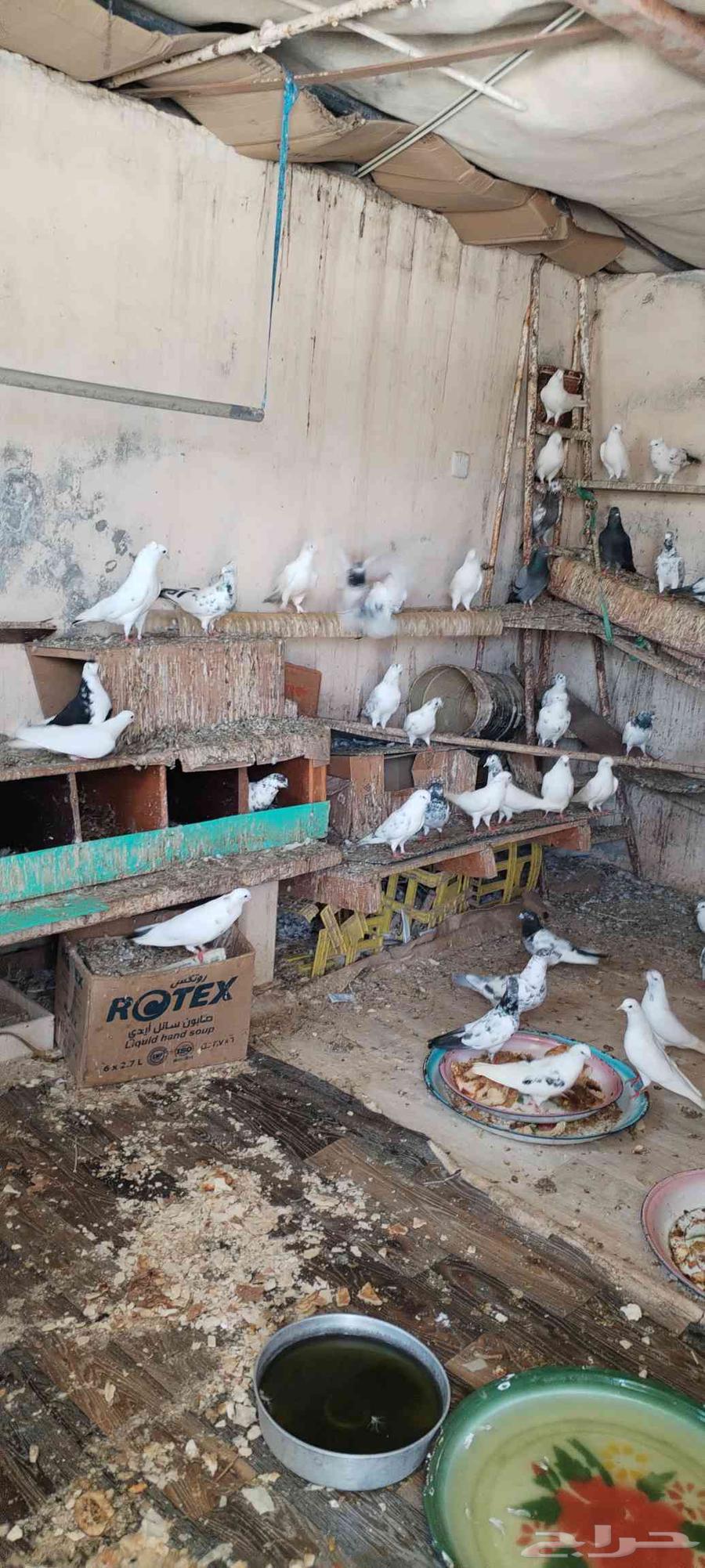 حمام للبيع64523767087618112