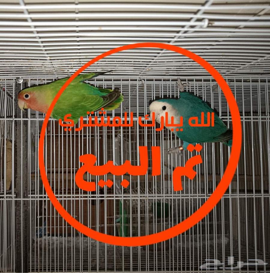 جوز روز منتج غير أليف64505453852417110