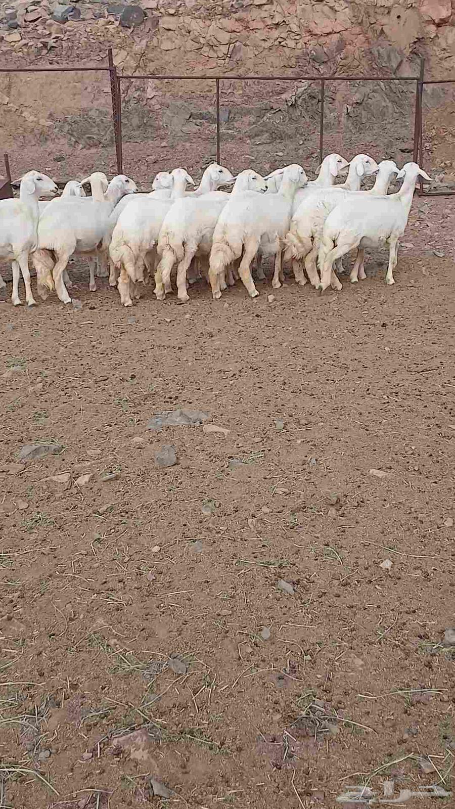 رخال مقاني صنف للبيع64524891532546111