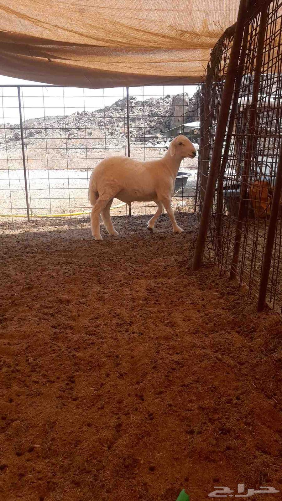 للبيع طلي حري نظيف64526787442818112