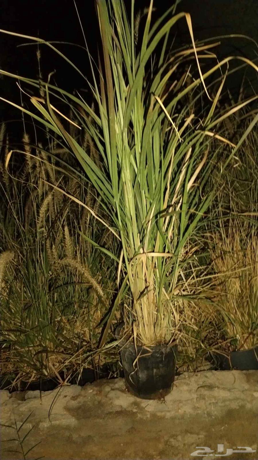 مزرعه الريحانه بالخرج ترحب بكم لدينا اسعار خياليه لاشجار الز64520304115329112