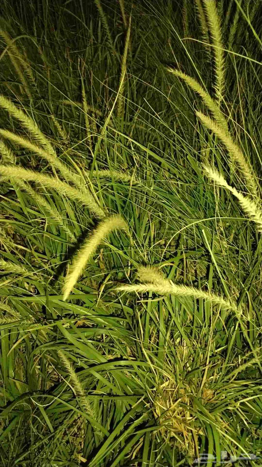 مزرعه الريحانه بالخرج ترحب بكم لدينا اسعار خياليه لاشجار الز64520304115329110