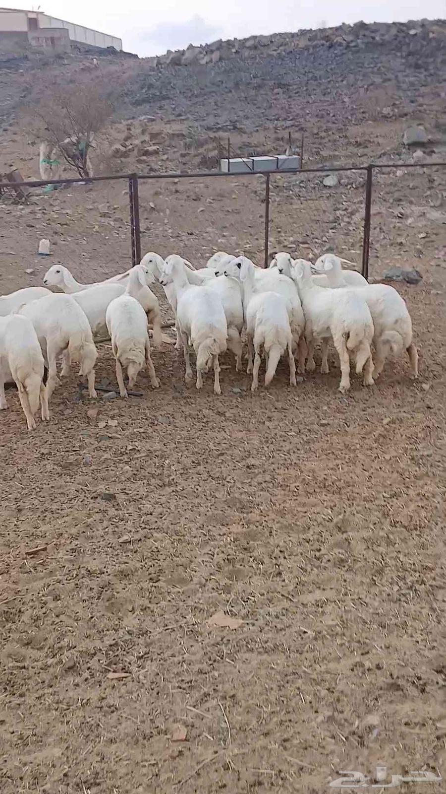 رخال مقاني صنف للبيع64524891532546113