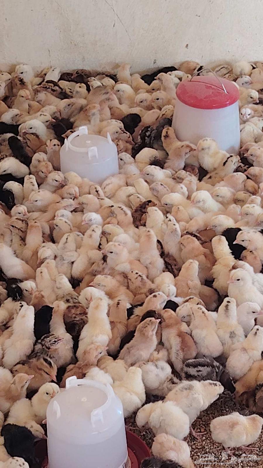 تم البيع صوص بلدي وفيومي64522514574338110