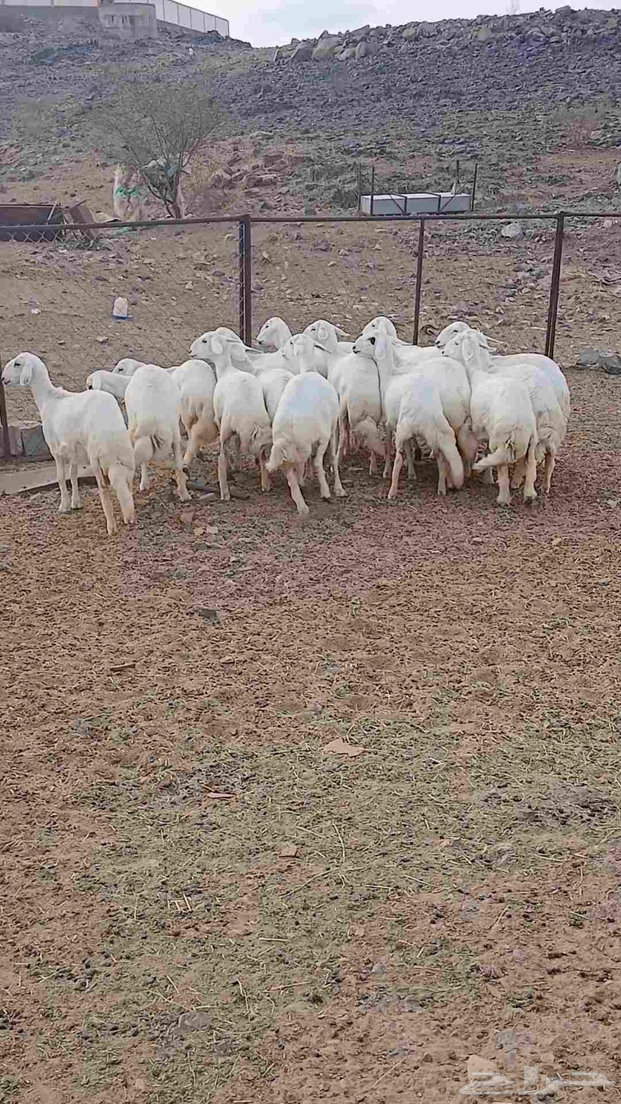 رخال مقاني صنف للبيع64524891532546114