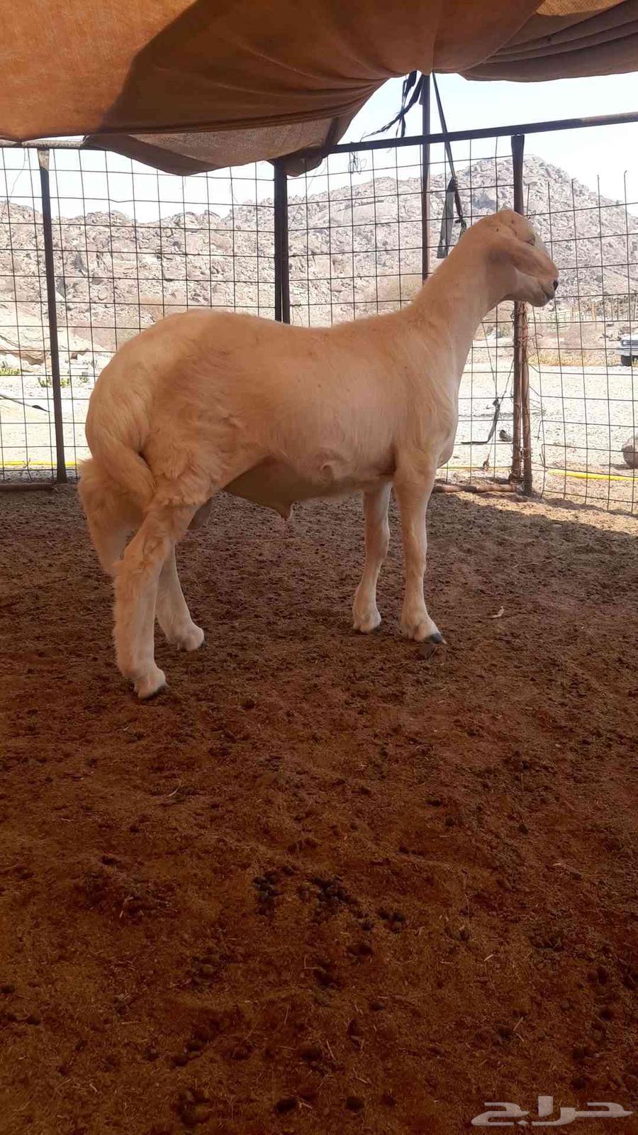 للبيع طلي حري نظيف64526787442818110